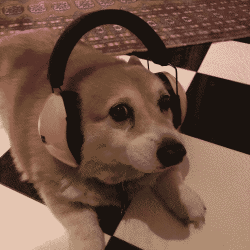 a cute dog wearing headphones